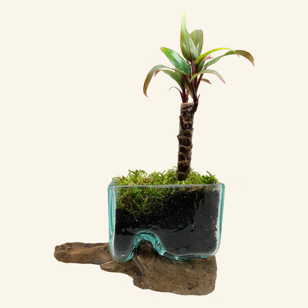 Wood and melted glass small mini bowl for small plants