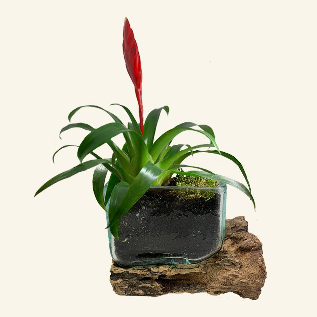 Wood and melted glass small mini bowl for exotic plant