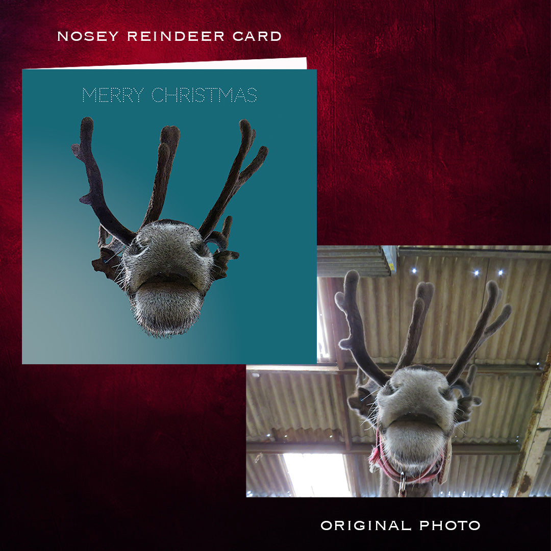 Nosey Reindeers nose and antlers Christmas Card  before and after photos