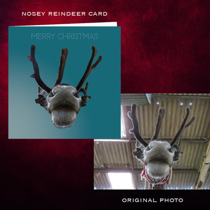 Nosey Reindeers nose and antlers Christmas Card  before and after photos