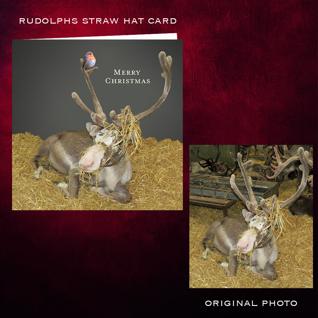 Rudolphs Straw Hat Christmas Card by Londonland Designs. Real reindeer resting in hay. Before and after of the design process.