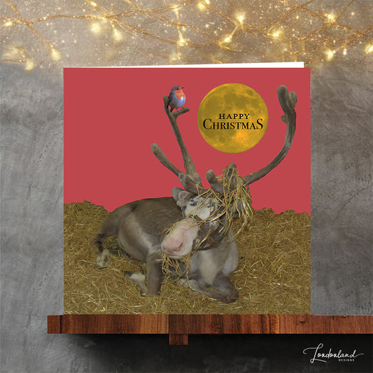 Real reindeer pink designer Christmas card