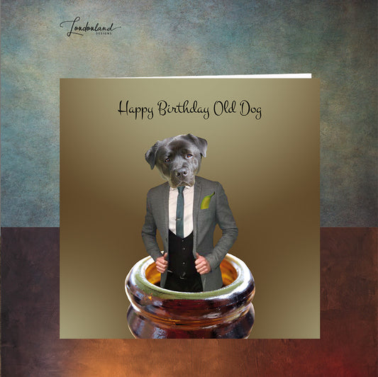 Happy Birthday old Dog Greeting Card