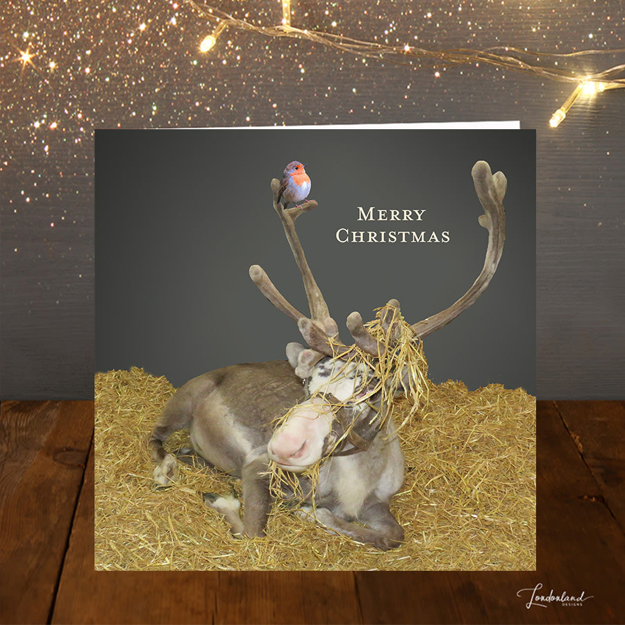 Rudolphs Straw Hat Christmas Card. Real reindeer resting in hay